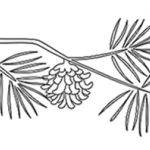 Zweig 2
