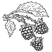 Beeren