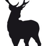 Hirsch