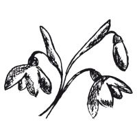 Blüte_Schneeglöckchen